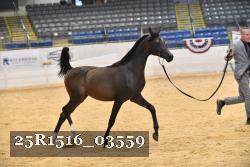 25R1516_03559 thumbnail