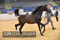 25R1516_03560 thumbnail