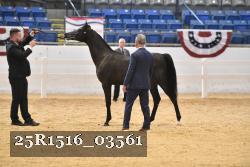 25R1516_03561 thumbnail