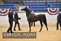 25R1516_03562 thumbnail