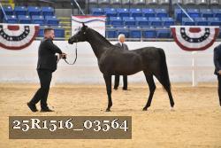 25R1516_03564 thumbnail