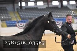 25R1516_03565 thumbnail