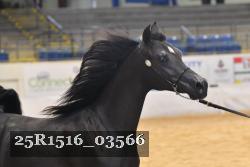 25R1516_03566 thumbnail