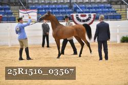 25R1516_03567 thumbnail