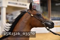 25R1516_03570 thumbnail