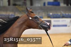 25R1516_03577 thumbnail