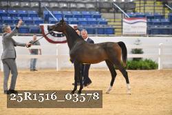 25R1516_03578 thumbnail