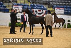 25R1516_03602 thumbnail