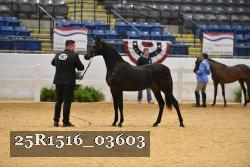 25R1516_03603 thumbnail