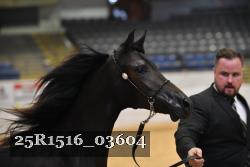 25R1516_03604 thumbnail