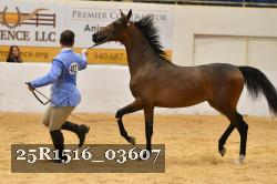 25R1516_03607 thumbnail