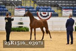 25R1516_03971 thumbnail