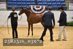 25R1516_03972 thumbnail