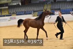25R1516_03973 thumbnail