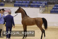 25R1516_03982 thumbnail