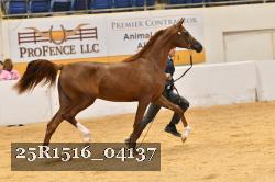 25R1516_04137 thumbnail