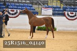 25R1516_04140 thumbnail