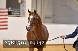 25R1516_04142 thumbnail