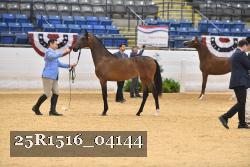 25R1516_04144 thumbnail