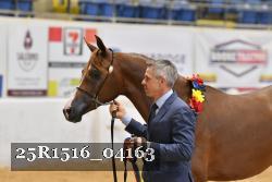 25R1516_04163 thumbnail