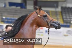 25R1516_04164 thumbnail
