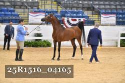 25R1516_04165 thumbnail