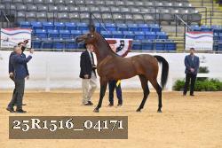 25R1516_04171 thumbnail