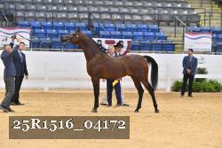 25R1516_04172 thumbnail