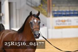 25R1516_04177 thumbnail