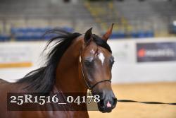25R1516_04178 thumbnail
