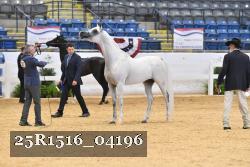 25R1516_04196 thumbnail