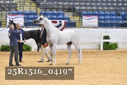 25R1516_04197 thumbnail