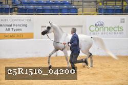 25R1516_04200 thumbnail