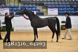 25R1516_04203 thumbnail