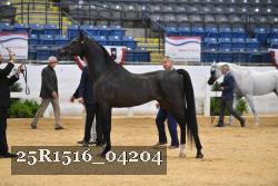 25R1516_04204 thumbnail
