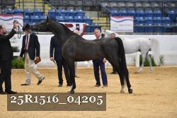 25R1516_04205 thumbnail