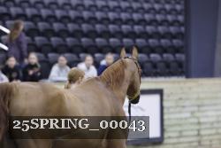 25SPRING_00043 thumbnail